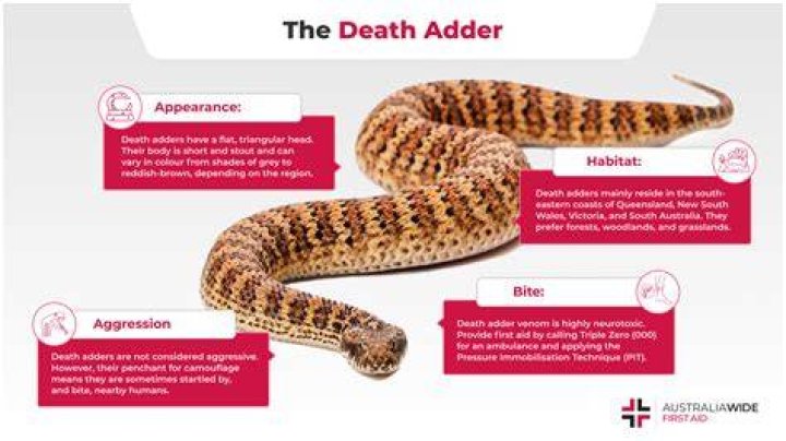 Are baby puff adders poisonous?