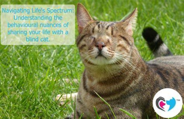 Are blind cats unhappy?