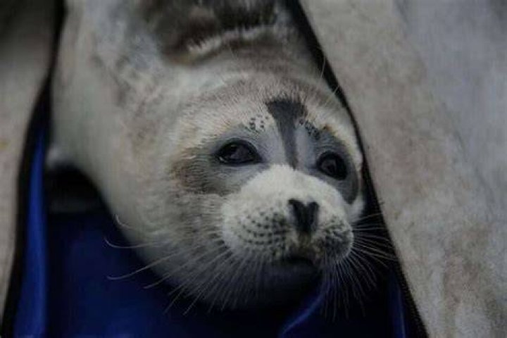 Are Caspian seals aggressive?