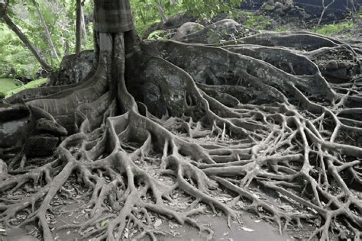 Are fever tree roots invasive?