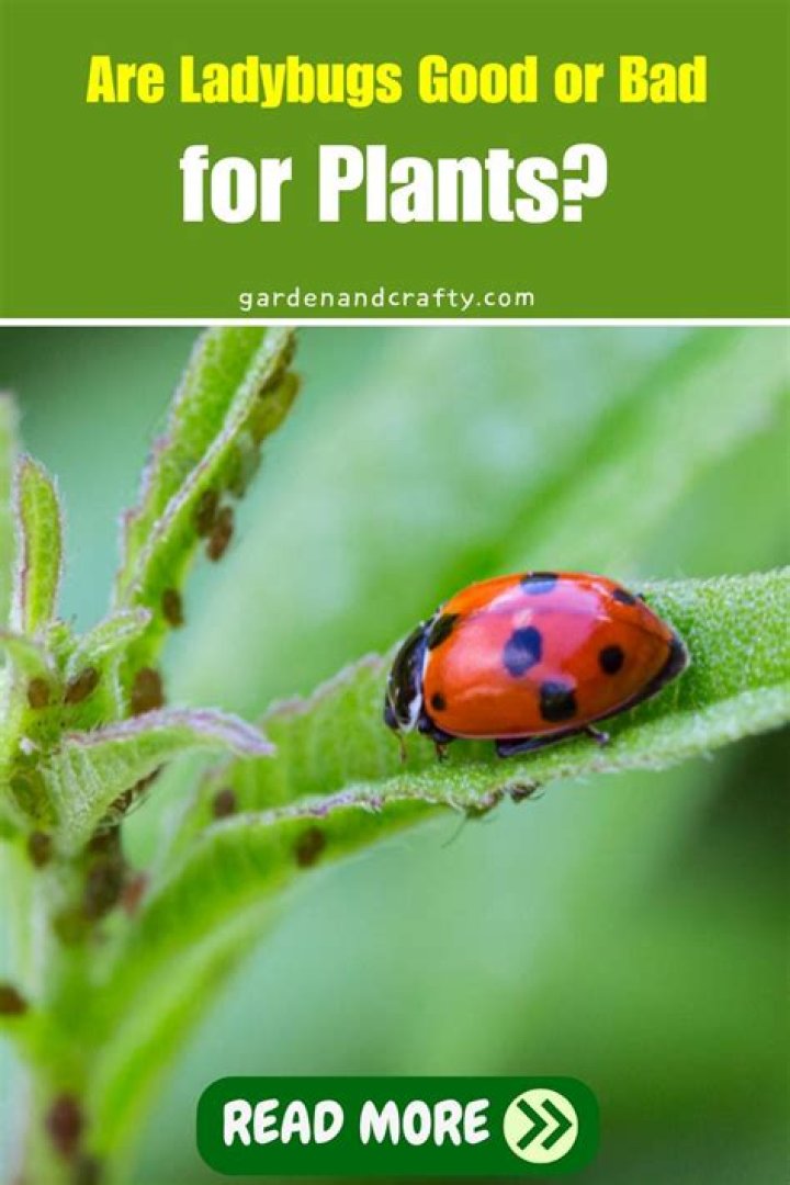 Are ladybugs bad for plants?