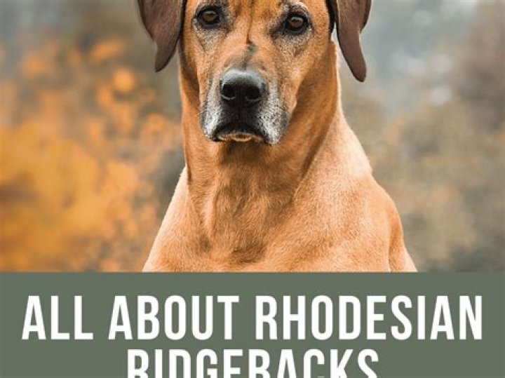 Are Rhodesian Ridgebacks good family dogs?