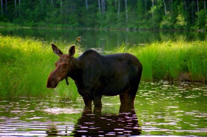 Are there moose in the Boundary Waters?