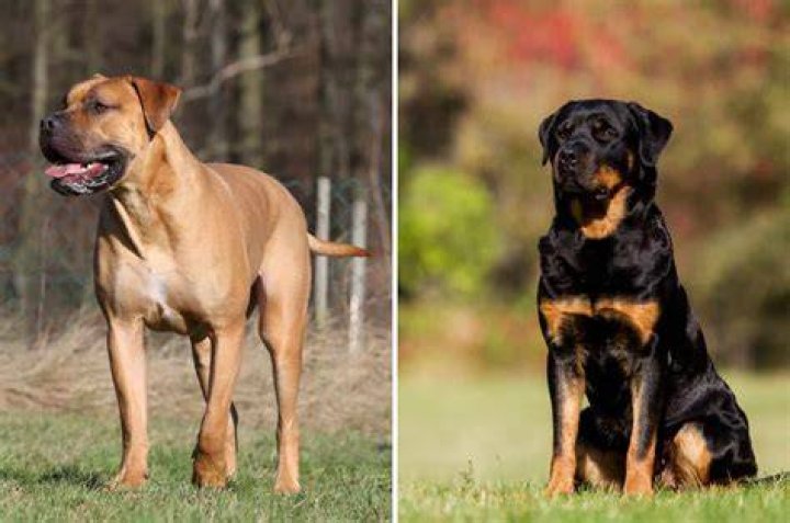 Can a Rottweiler cross a Boerboel?