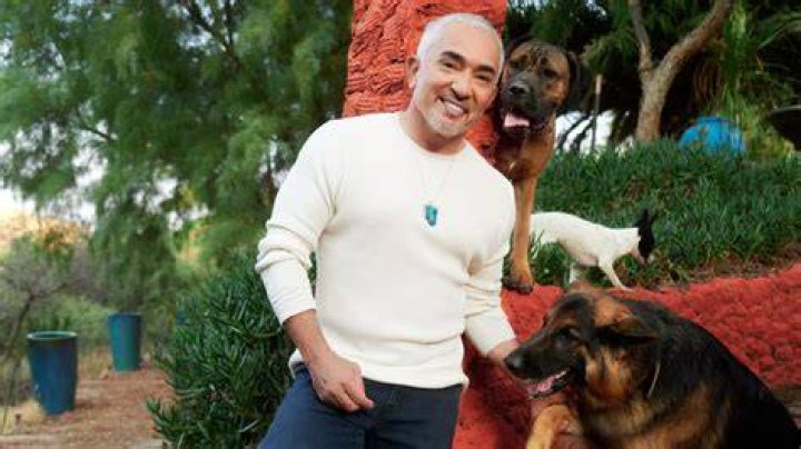 Can I hire Cesar Millan?
