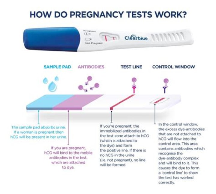 Can I take a pregnancy test 2 days before my period?