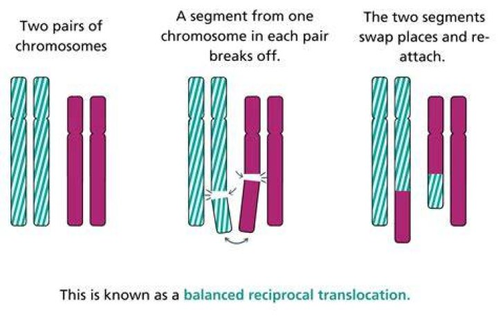 Can reciprocal translocation unbalanced?