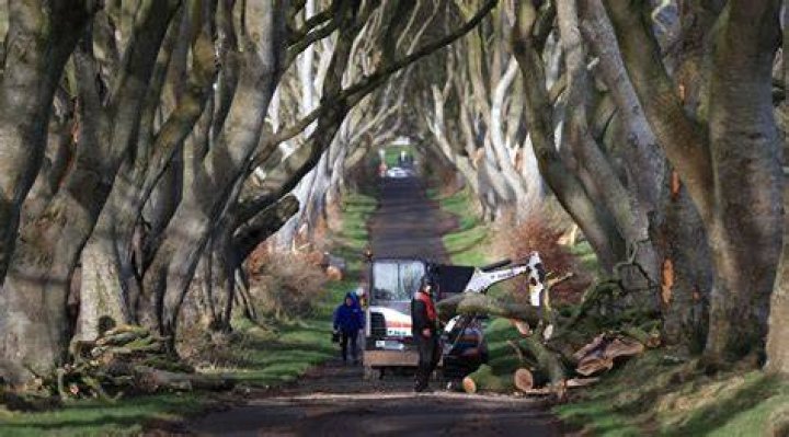 Can you drive down dark hedges?