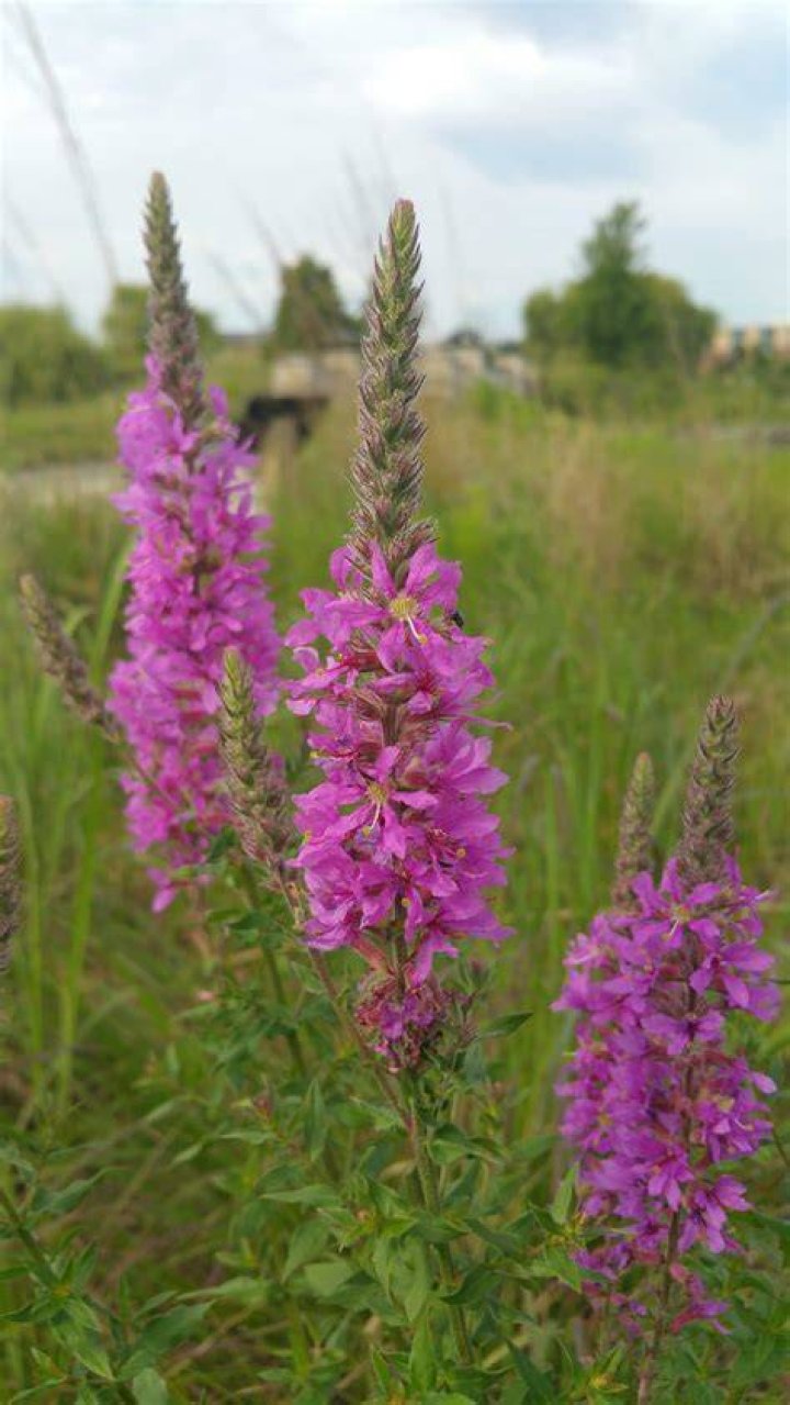 Can you eat purple loosestrife?