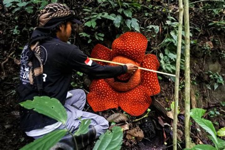 Can you grow Rafflesia Arnoldii?