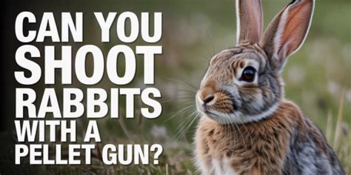 Can you shoot rabbits in Qld?