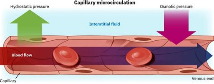 Do capillaries have high osmotic pressure?