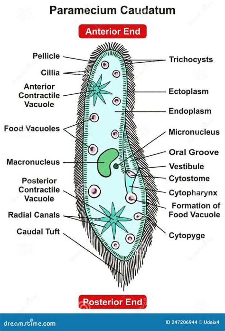 Do paramecium have anterior and posterior ends?