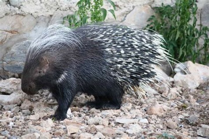 Do porcupines live in trees?