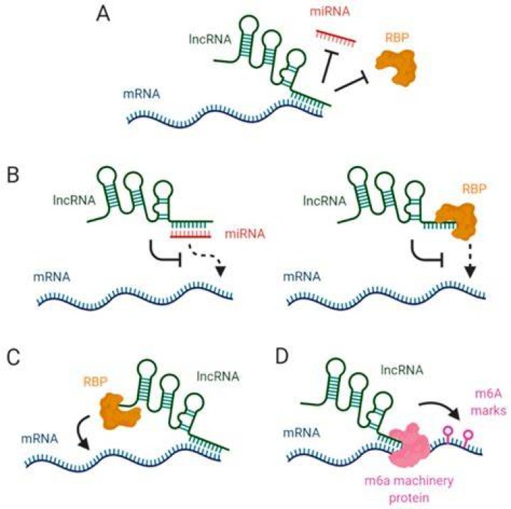 Do prokaryotes have lncRNA?