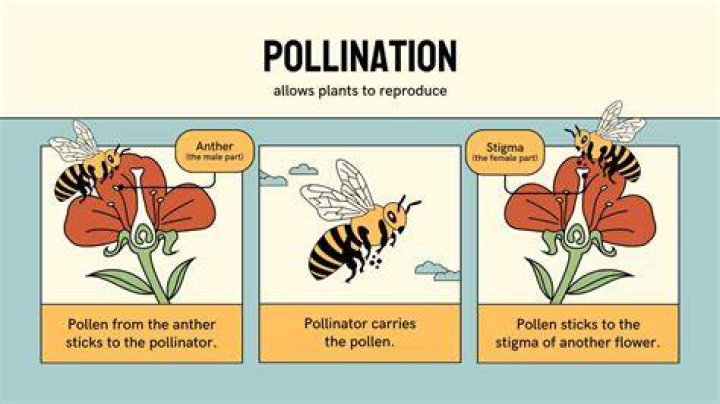 How are flowers adapted to their agents of pollination?