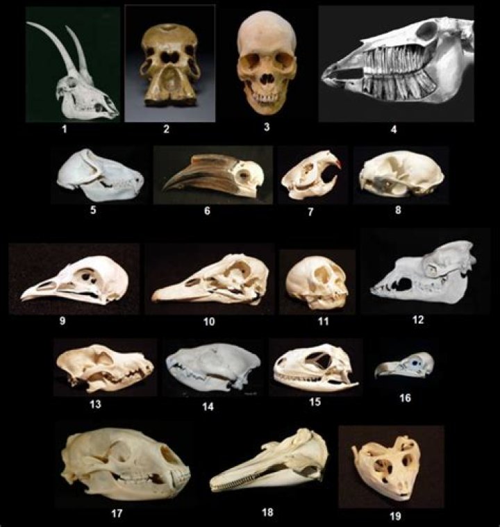 How can I identify an animal skull?