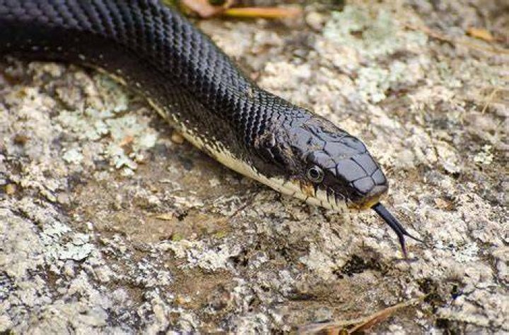 How can you tell a black rat snake?