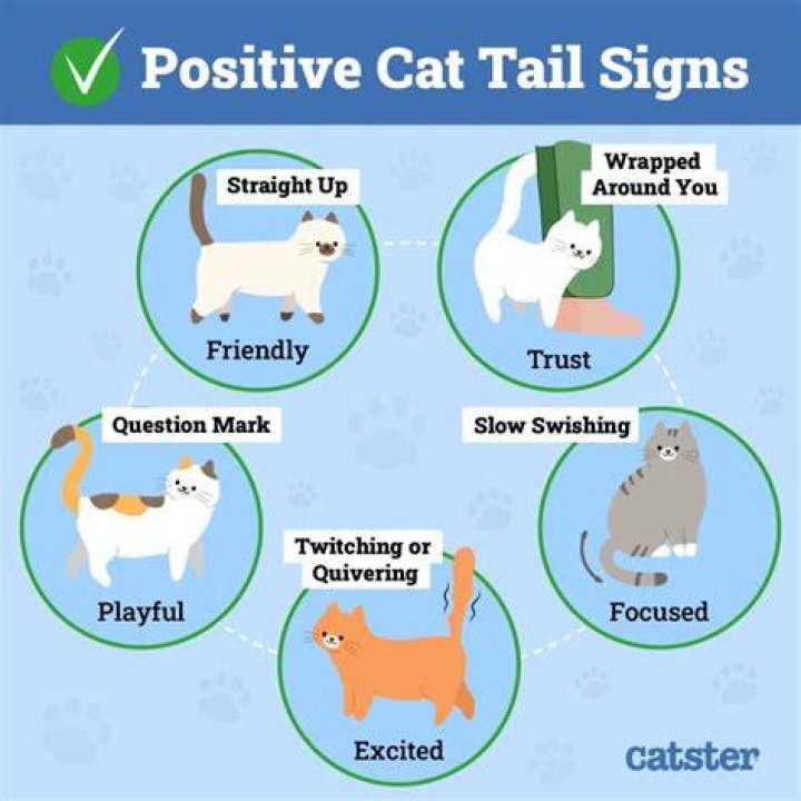 How can you tell if a cat has broken its tail?