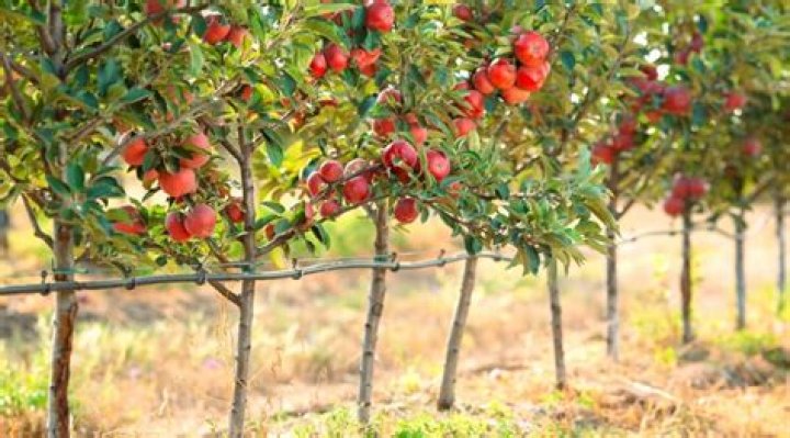 How cold can apple trees tolerate?