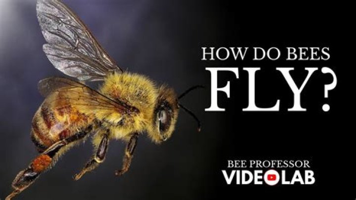 How do bumblebees fly?
