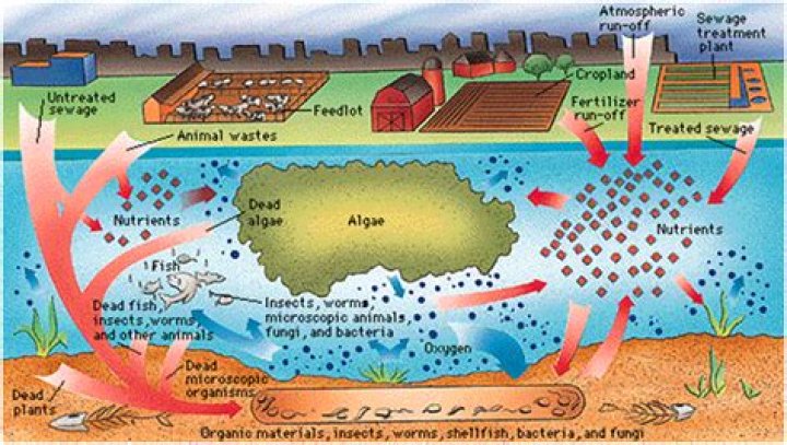 How do fertilizers affect human health?