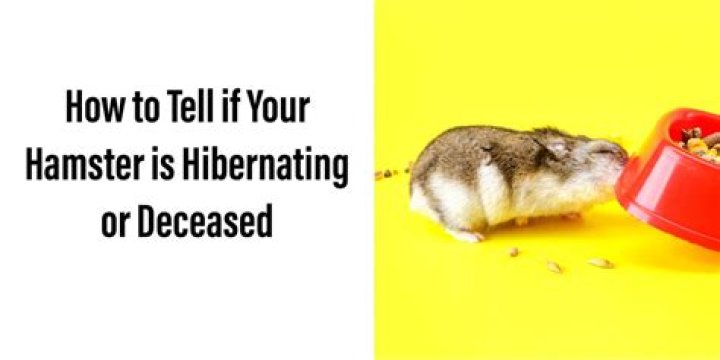 How do I know if my Syrian hamster is hibernating?