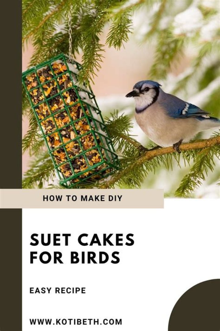 How do you attract birds to suet cakes?