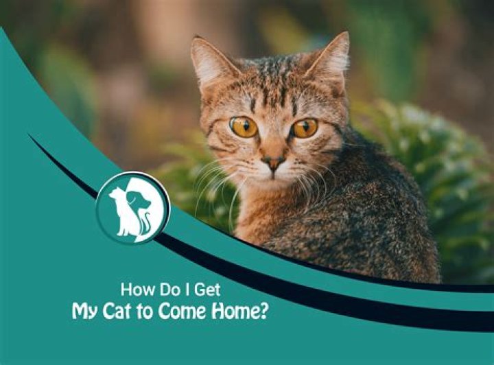 How do you call a cat to come to you?