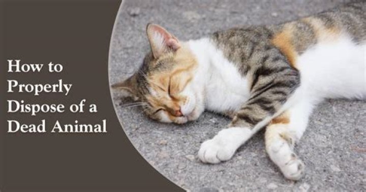 How do you dispose of a dead cat in California?