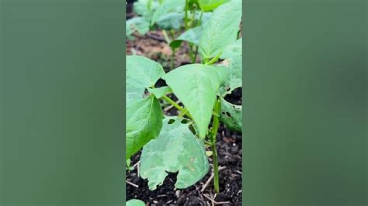 How do you grow Fordhook lima beans?