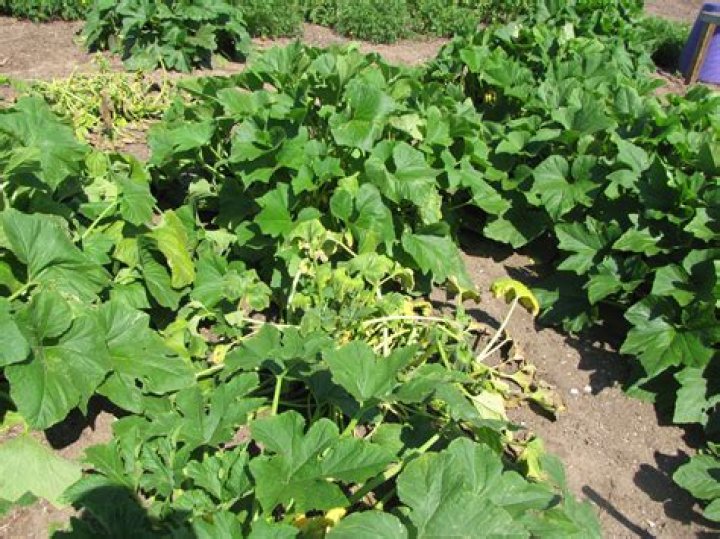 How do you treat bacterial wilt in squash?