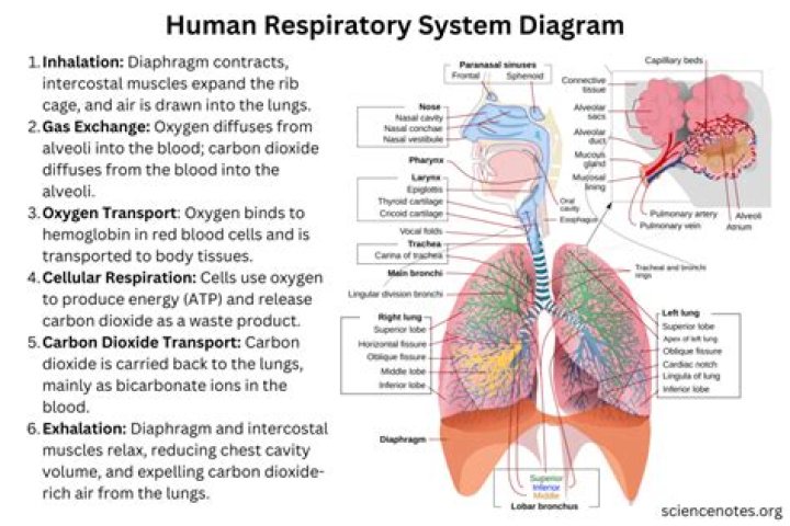 How does the respiratory system work in the human body?