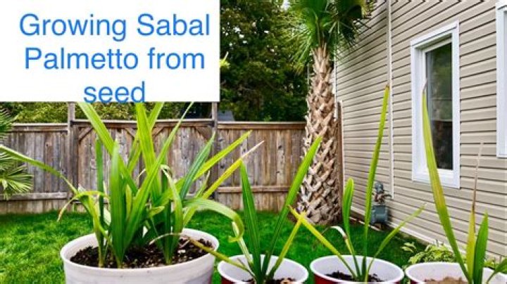 How fast do Sabal palmetto trees grow?