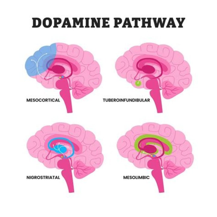 How is dopamine synthesized by neurons?