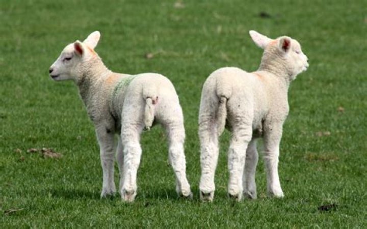 How late can you ring lambs tails?