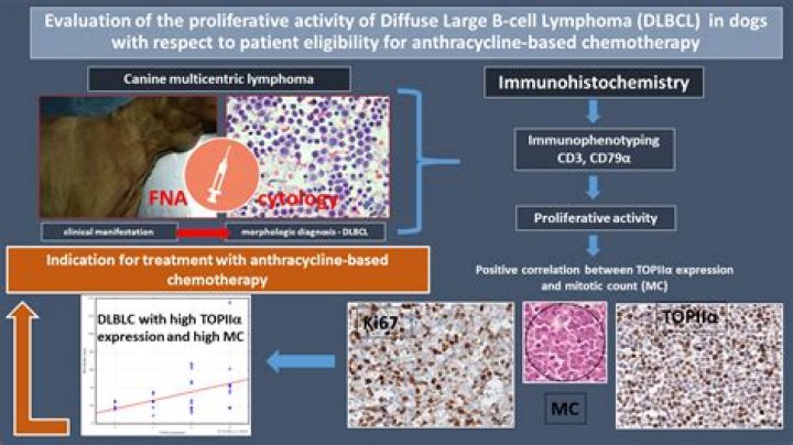 How long can a dog live with B cell lymphoma?