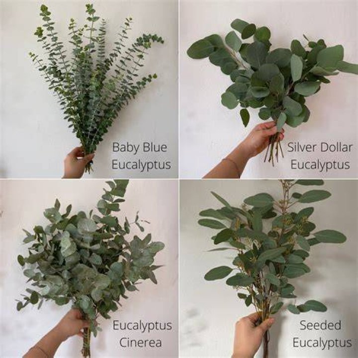 How long does silver dollar Eucalyptus take to grow?