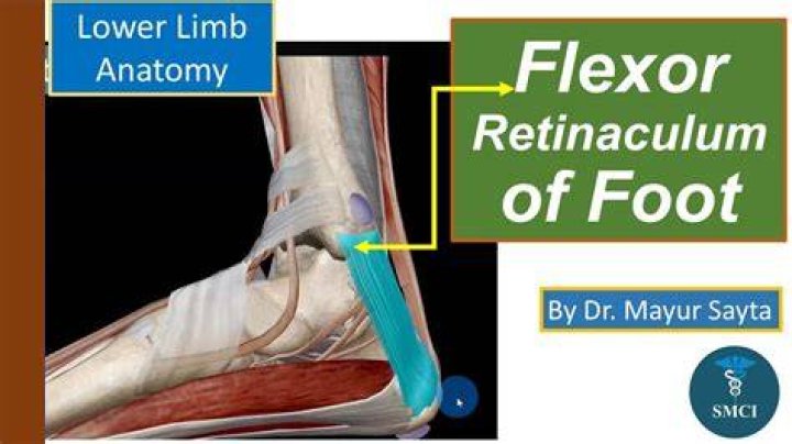 How many tendons pass through the flexor retinaculum?