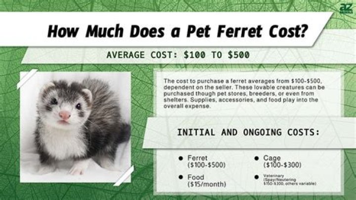 How much does it cost to buy and take care of a ferret?