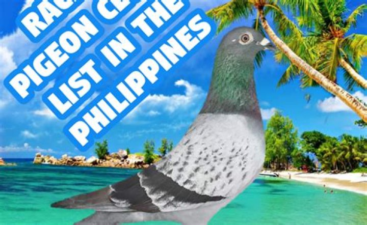 How much is a racing pigeon in Philippines?