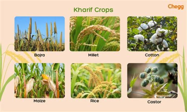 In which season potato is grown in India?