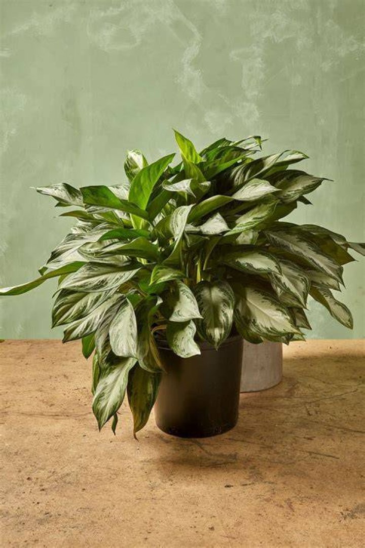 Is a aglaonema pet friendly?