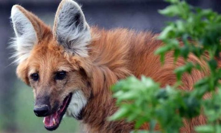 Is a maned wolf a canine?