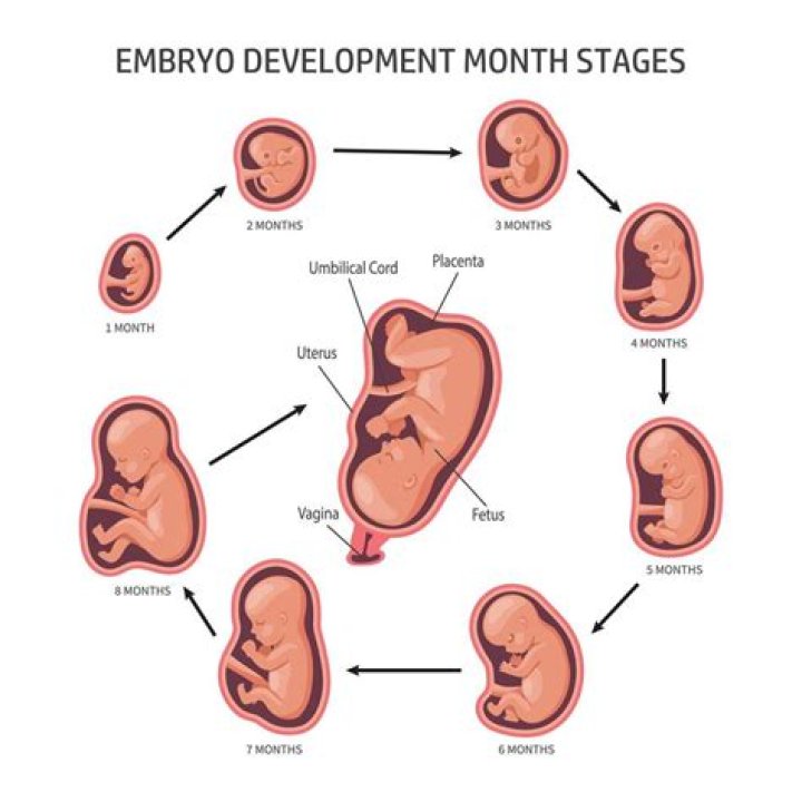 Is an unborn child from the third month after conception until birth?