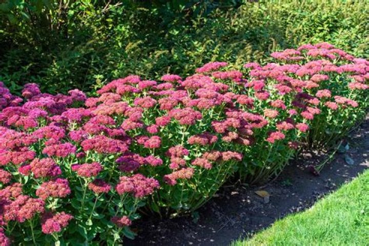 Is autumn fire sedum a perennial?