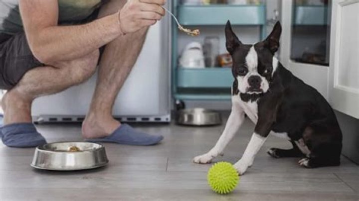 Is canned dog food easier to digest?