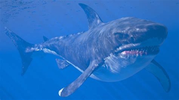 Is Megalodon footage real?