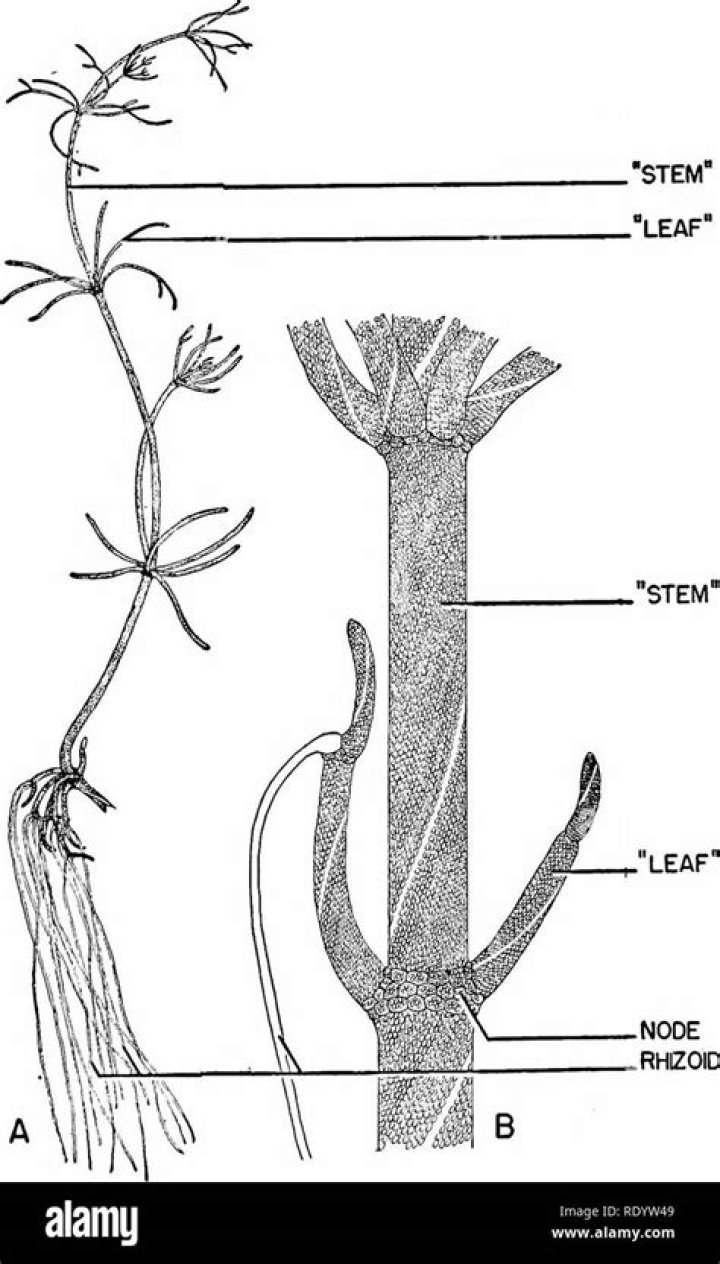 Is Nitella multicellular?
