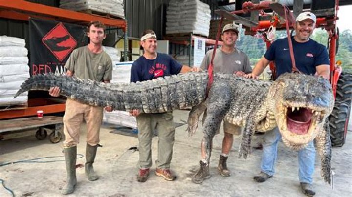 Was the alligator Real in Jackass?